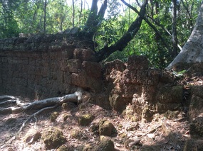tree through the outer wall