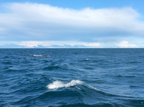sperm whale