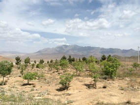 "vulture" mountain