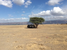 jeeps in the shade
