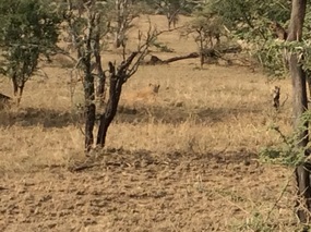 our first lion today