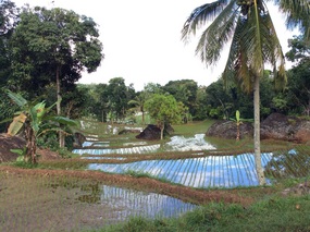 village rice paddies