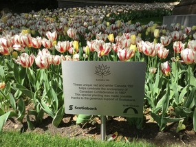 A lovely surprise in Embankment Park