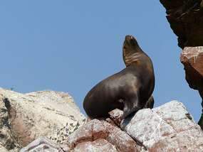 Sealions