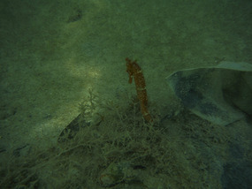 Seahorse