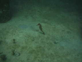 Seahorse