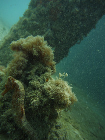 Seahorse