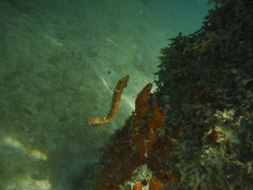Seahorse