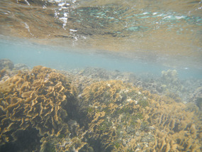Shallow coral