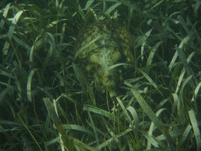Yellow stingray