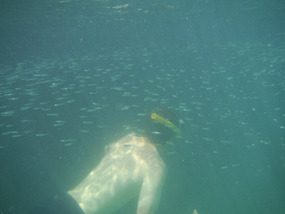 So many fish...