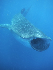 Whale shark