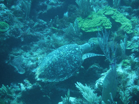 Hawksbill turtle