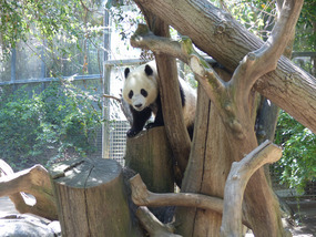 Giant panda