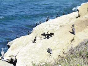 Cormorants and pelicans