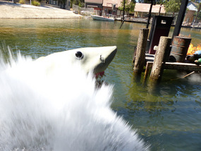 Jaws comin' at ya