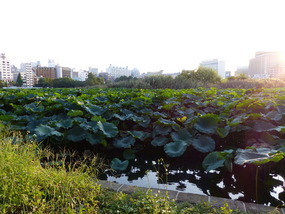 Shinobazu pond