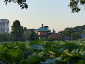 Shinobazu pond and Bentendo shrine