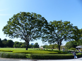 Imperial Palace gardens