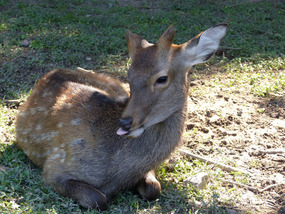 Deer