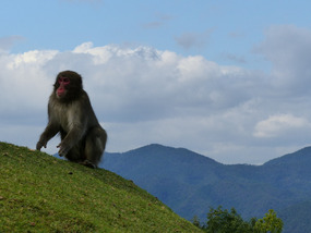 Iwatayama Monkey Park