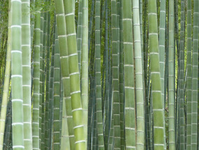 Bamboo in Tenryu temple gardens