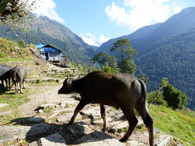 2 Accompanied by cows and snow peaks
