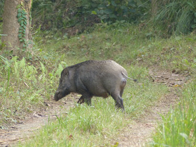 Wild boar