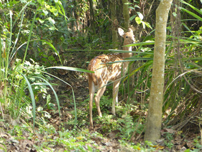 Spotted deer