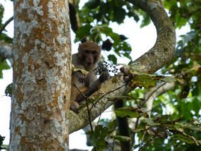 Monkey with fruit