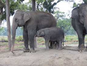 Elephant breeding centre