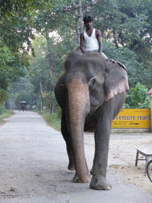 Elephant walking down our road
