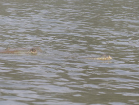 Gharial lurking in the water