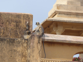 Monkeys 