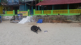 Beach cow reading the paper