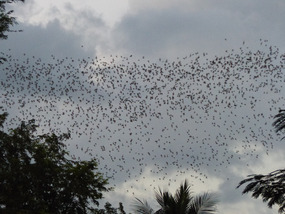 Bats!