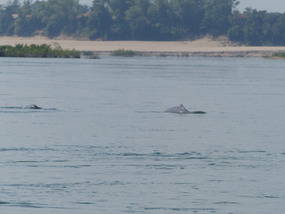 Two dolphins