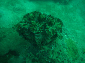 Giant clam