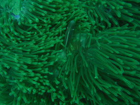 Trippy!  Pink anenomefish and anenome