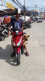 Guest dog on the motorbike