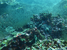Lionfish