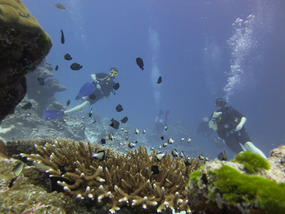 Ko Tachai Reef drift dive