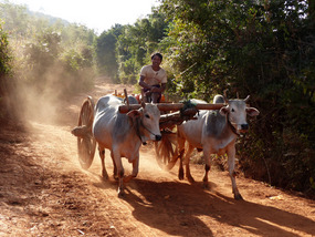 Cow transport