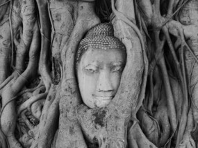 The Buddha head in tree roots