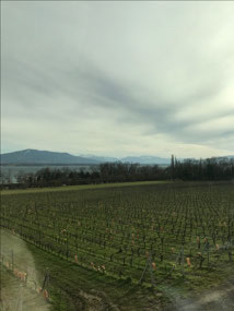 Grape vines