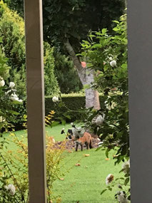 Fox visitor