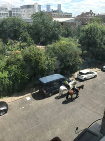 Neighbourhood police horses!