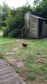 Backyard visitors