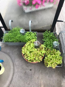 Dill, parsley, rocket and lettuce 