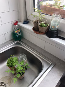 Plants alive! - tomatoes, basil, parsley